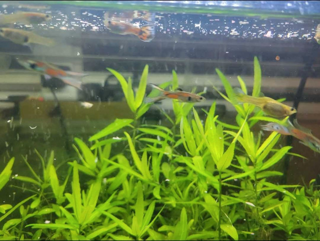 Male Fancy Guppy Fish For Sale! in Fish for Rehoming in Ottawa