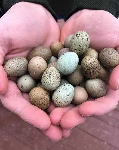 Looking for: Button Quail Hatching Eggs, View more