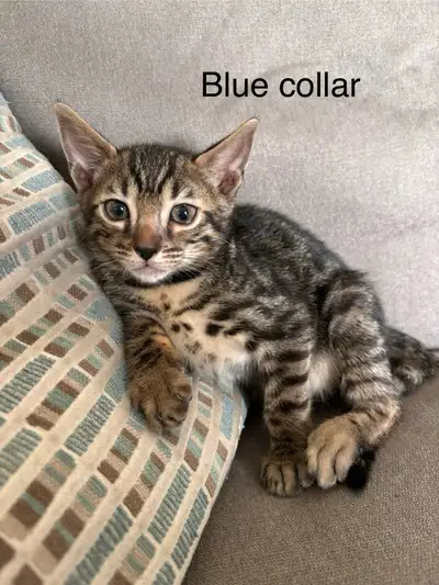 Bengal Kittens Available Aug 7! ❤️, View more