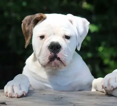 Real American Bulldogs, View more