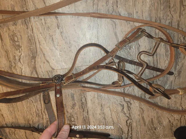 Bridle lot in Equestrian & Livestock Accessories in Medicine Hat - Image 4