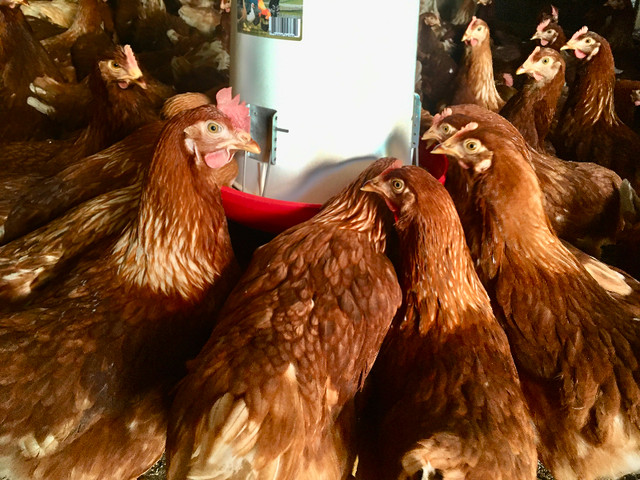 Poules brunes prêtes à pondre! dans Animaux de ferme  à Longueuil/Rive Sud