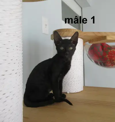 chaton ❤️ mâle rex cornish ❤️ vermifugé, micropucé ❤️, View more