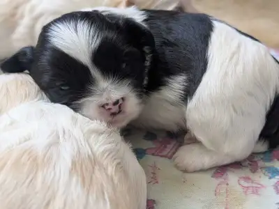 shihpoo 2 ieme generation, View more