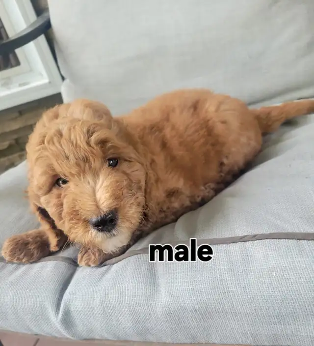 F1b Goldendoodle puppies in Dogs & Puppies for Rehoming in Stratford - Image 8