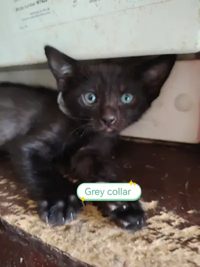 Black kittens (half siamese half Russian blue), View more