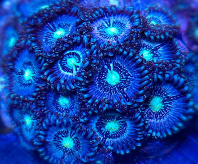 Blue Lagoon Zoas - Saltwater Coral in Fish for Rehoming in Calgary