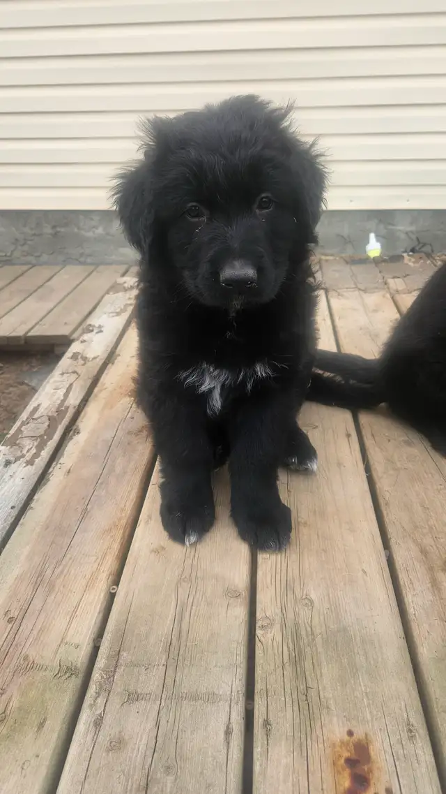 German shepherd puppies in Dogs & Puppies for Rehoming in Edmonton - Image 7