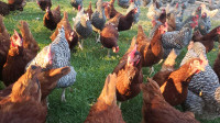 Laying Hens For Sale