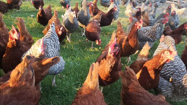 Laying Hens For Sale in Livestock in Chatham-Kent