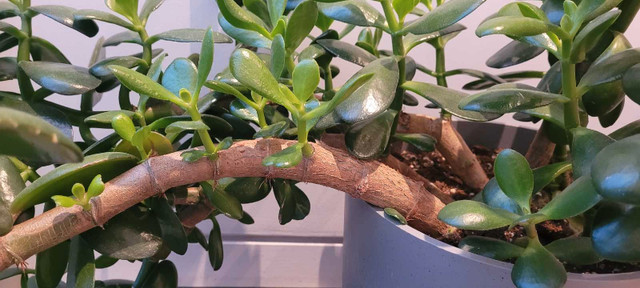 Extra Large 2 ft x 3 ft wide Jade plant pretty 9" grey pot IKEA in Other in City of Halifax - Image 2