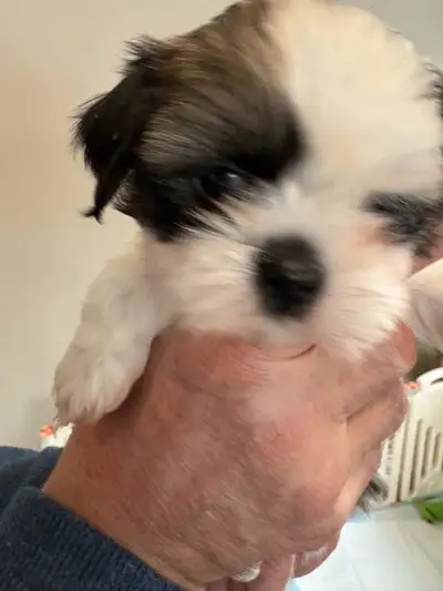 Shih-Tzu puppies for sale, View more