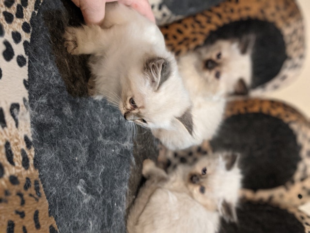 BEAUTIFUL BLUE EYED NONSTANDARD NAPOLEON KITTENS Cats & Kittens for Rehoming Owen Sound