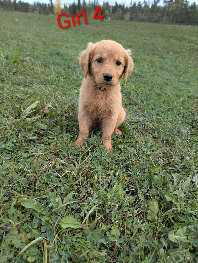 GOLDEN RETRIEVER pups! in Dogs & Puppies for Rehoming in Delta/Surrey/Langley - Image 3