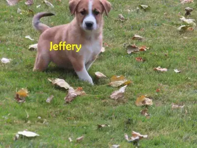 Golden retrievers mix puppies , View more
