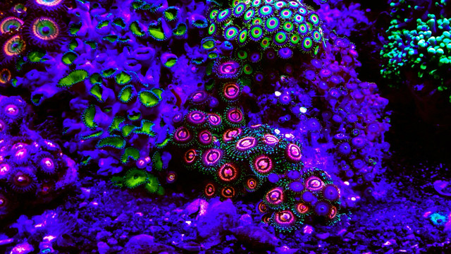 Looking for large zoa colonies must be great colours & pest free in Fish for Rehoming in Markham / York Region