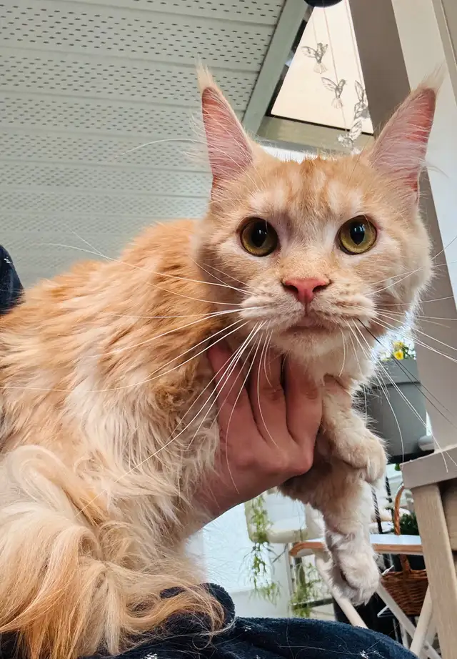 Maine Coon in Cats & Kittens for Rehoming in Saint-Hyacinthe - Image 6