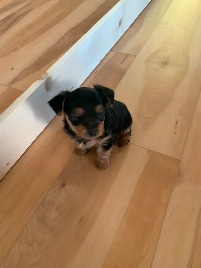 Yorkie puppies in Dogs & Puppies for Rehoming in Winnipeg - Image 4