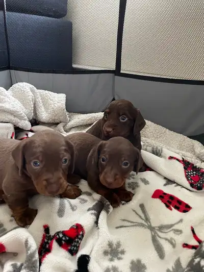 magnifique chiot teckel, View more