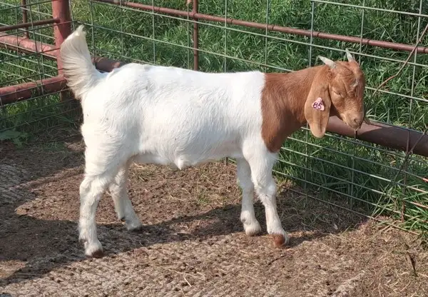 Boer Doeling Goats.  These female goats were born April 7 - 17. in Livestock in Lloydminster - Image 6