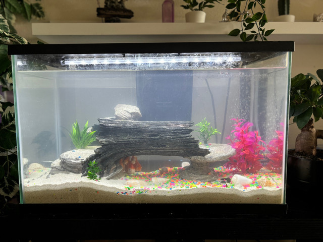 Fish Tank For Sale in Hobbies & Crafts in City of Toronto - Image 4