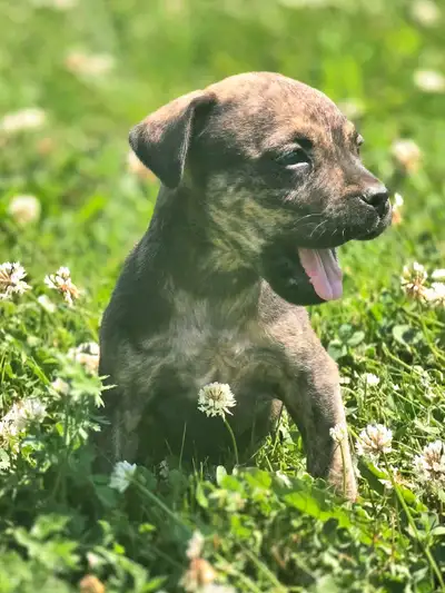 Ready to Go! Presa Alano puppies *rare*, View more