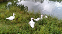 Male Muscovy ducks