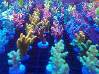 Saltwater Coral Frags and Colonies for Sale! Stock up your reef!
