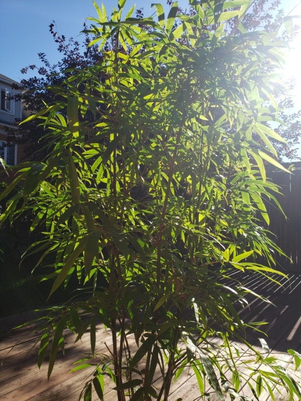 Rare 2m+ tall bamboo tree with pot, large plant, indoor/outdoor