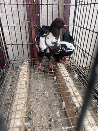 Afghan pigeons 