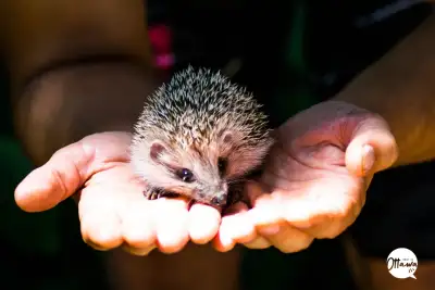 CUTE HEDGEHOGS ON SPECIAL, View more