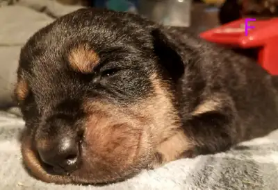Rottweiler/Chocolate lab mix puppies, View more