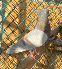 3 year old English tippler pigeon pair for sale 100$ 