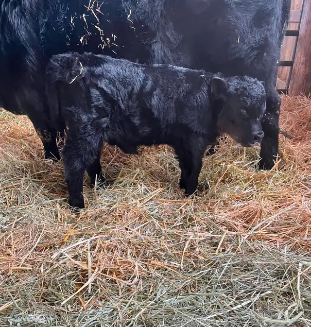 Dexter Bull Calf in Livestock in Cranbrook - Image 3