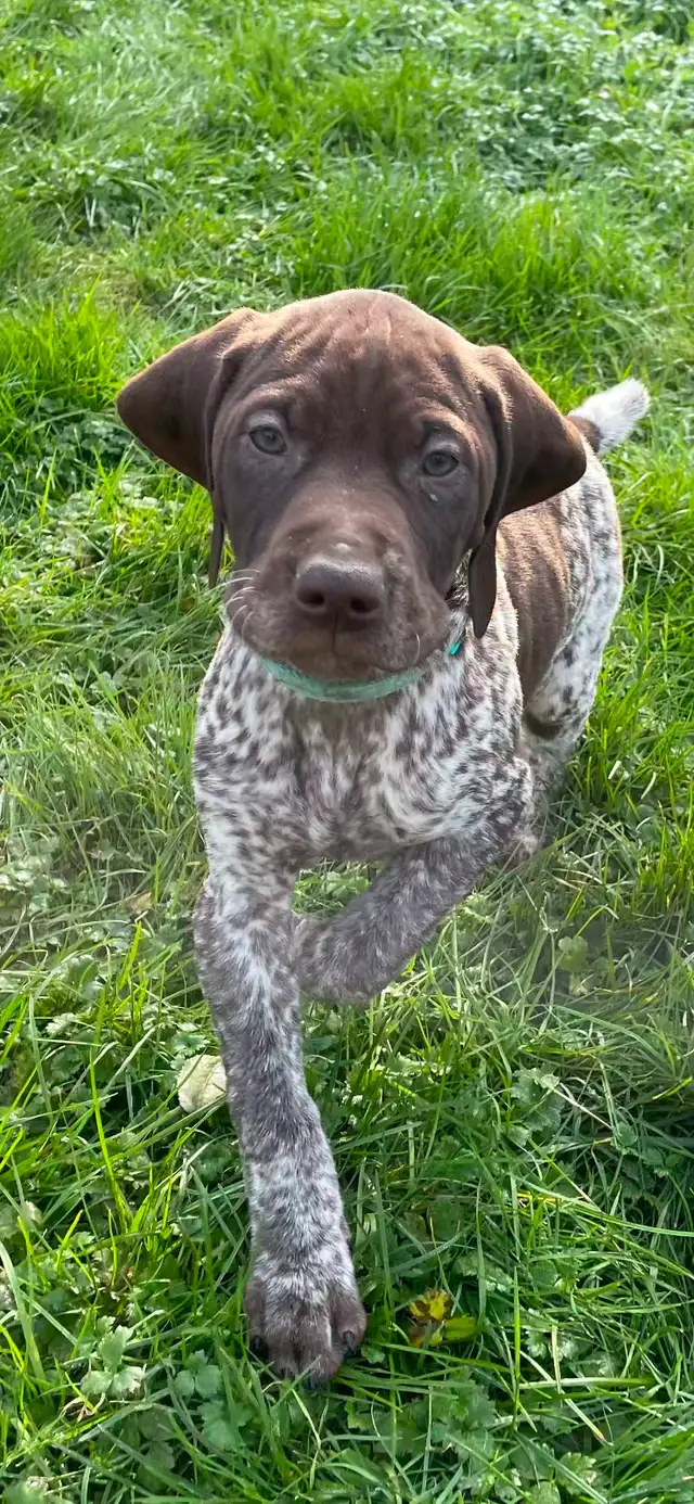 GSP Puppies (CKC Registered) German Shorthaired Pointers in Dogs & Puppies for Rehoming in Chilliwack - Image 4