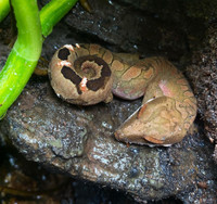 CB Malaysian Cat Gecko’s (Aeluroscalabotes felinus) 