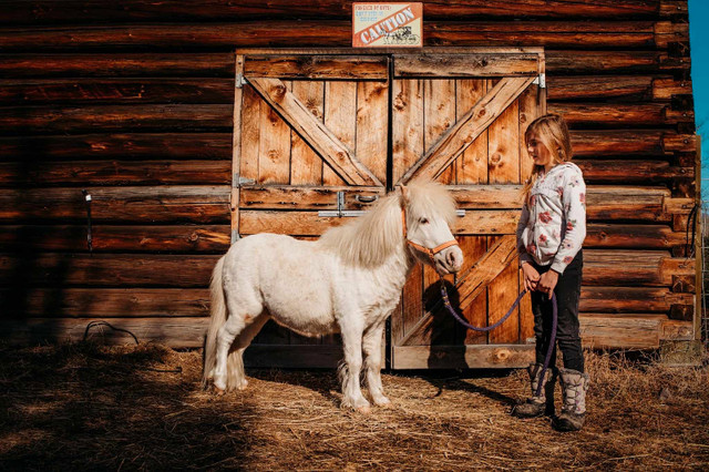 Beautiful mini Horse in Horses & Ponies for Rehoming in Prince George - Image 4