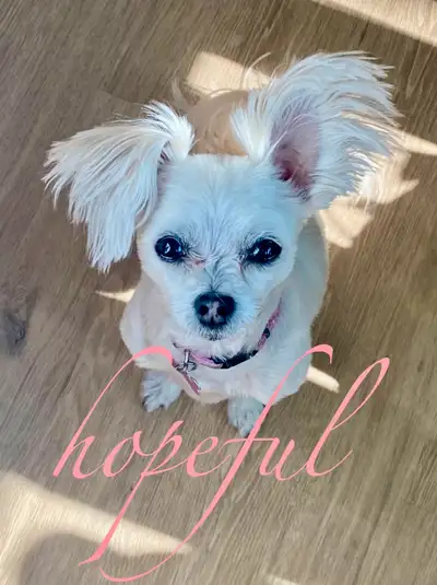 Maltipom needs family, View more