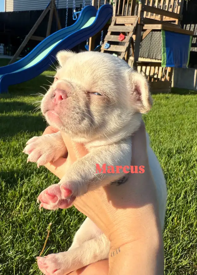 Bulldog francais CKC Registered puppy’s are here ‼️ in Dogs & Puppies for Rehoming in City of Montréal - Image 5