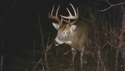 Between Ottawa and Cornwall Blinds Caméras Deer feed Private proprety Zone 65 300$ a Day ( minimum 3...