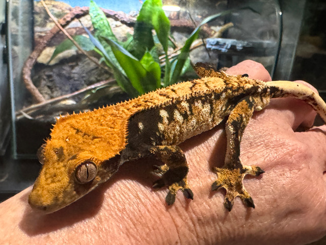 male crested gecko in Reptiles & Amphibians for Rehoming in Edmonton - Image 2
