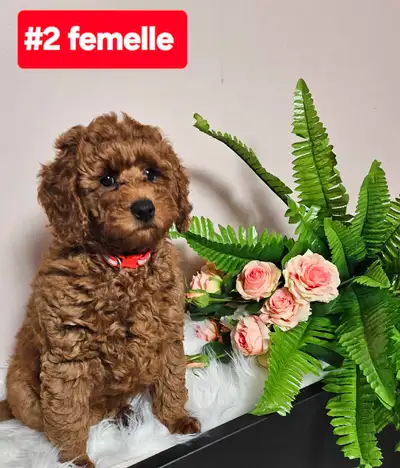 Sept magnifiques chiots caniches tout doux, couleur abricot foncé (2 500 $) et abricot clair (2 000...