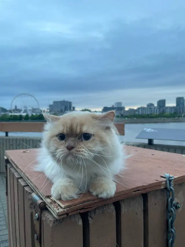 Ragdoll cat in Cats & Kittens for Rehoming in City of Montréal - Image 3