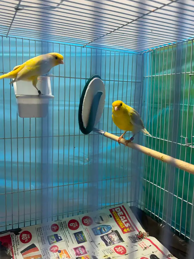 2025 canary pair for sale in Birds for Rehoming in Saskatoon - Image 4