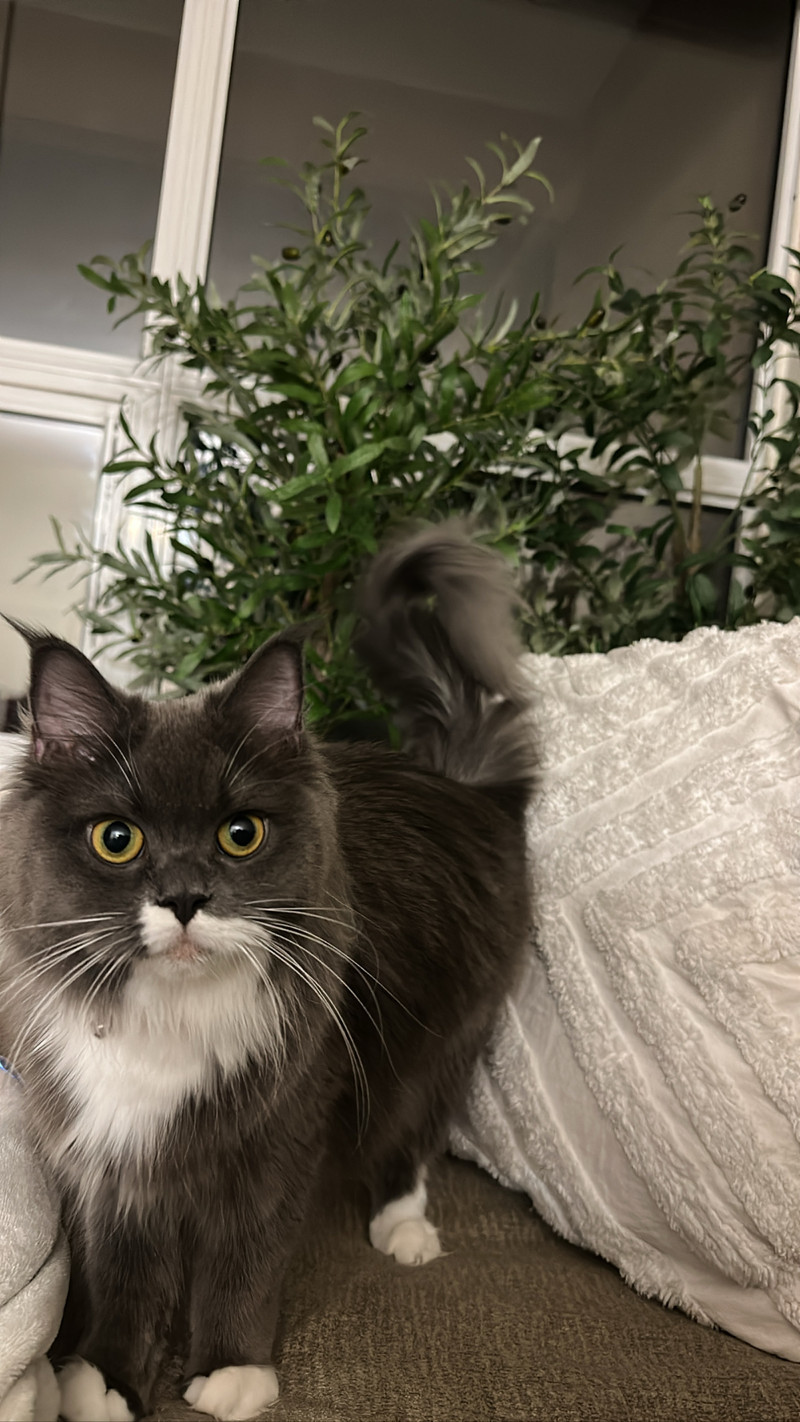 Female Maincoon Cat Cats & Kittens for Rehoming London Kijiji