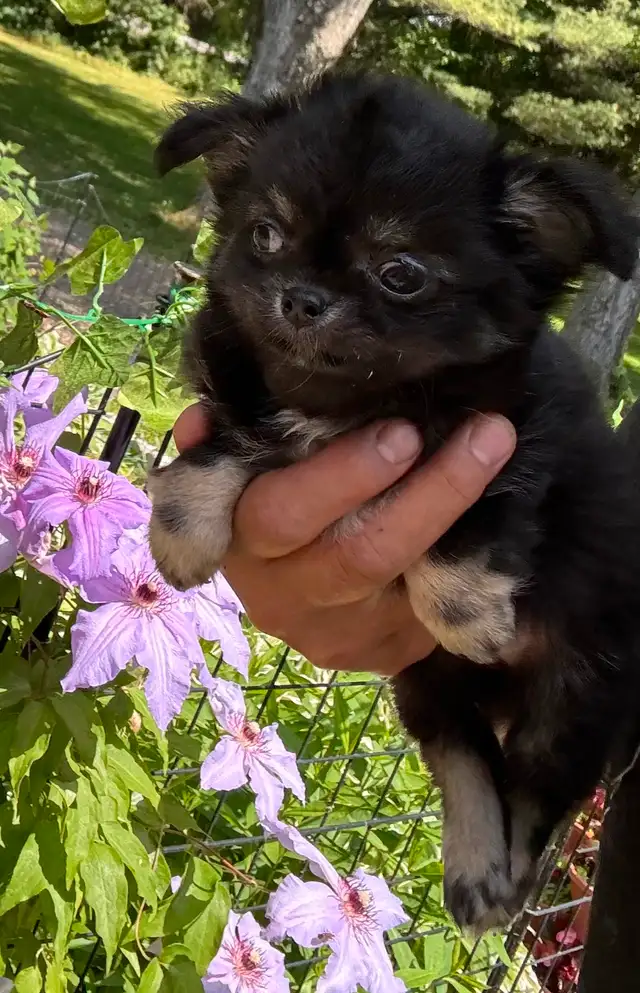 Cobby Body and Apple Head Chihuahua puppies SH and LH in Dogs & Puppies for Rehoming in Brantford - Image 11