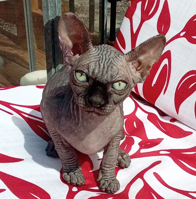 Sphynx noir (chaton mâle) pour adoption in Cats & Kittens for Rehoming in Longueuil / South Shore - Image 4