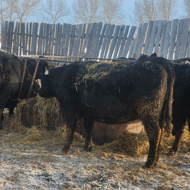 Black  Angus  cow calf prs and bred cows dispersal still availab in Livestock in Lloydminster - Image 2
