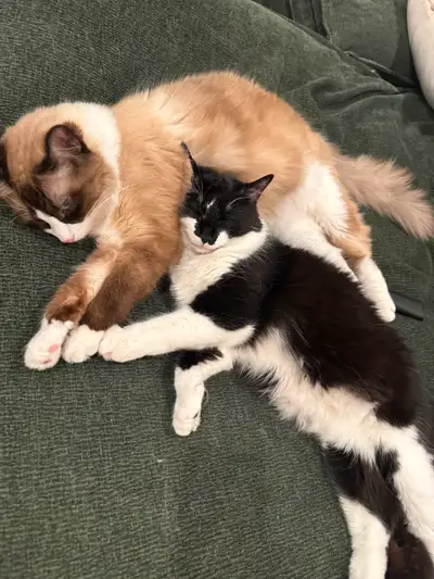 Rehoming two Beautiful brothers kittens! Under 1 year., View more