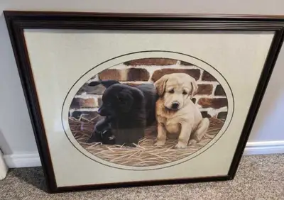 Lab puppy picture, View more